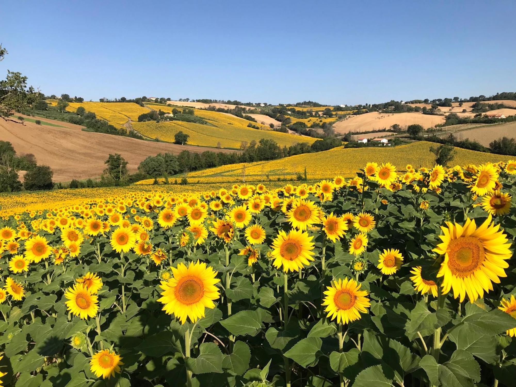 Room In Holiday House - Il Girasole Room On The Hills Of Senigallia, A Stones Throw From The Sea Roncitelli Esterno foto