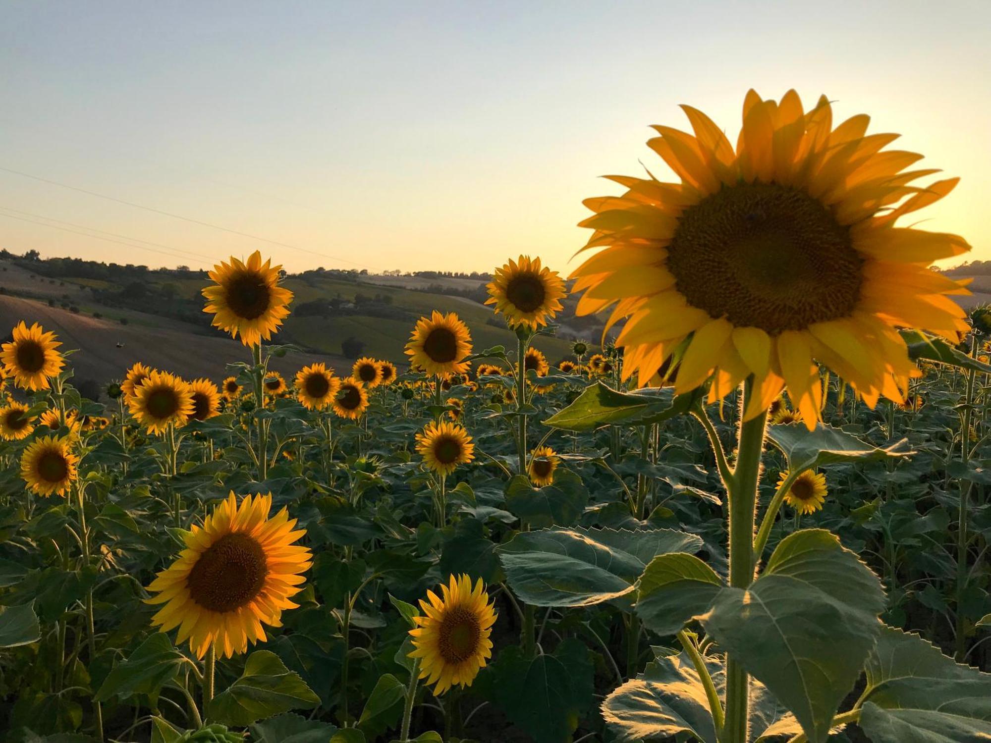 Room In Holiday House - Il Girasole Room On The Hills Of Senigallia, A Stones Throw From The Sea Roncitelli Esterno foto