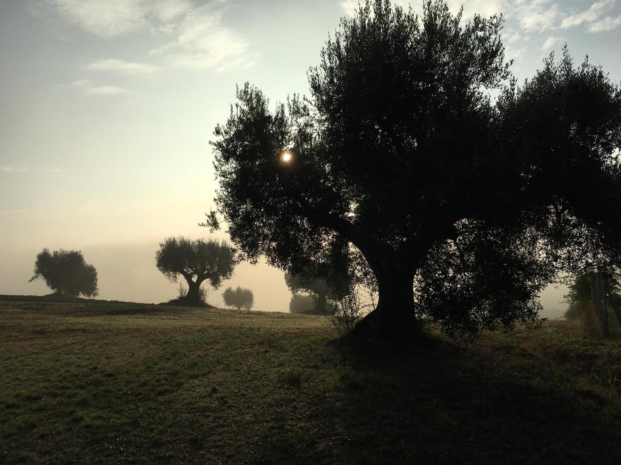 Room In Holiday House - Il Girasole Room On The Hills Of Senigallia, A Stones Throw From The Sea Roncitelli Esterno foto